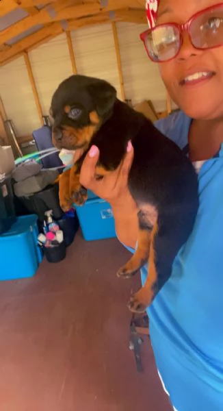cuccioli di rottweiler super adorabili. così gentile e affettuoso. me ne restano 2 questa è una gran