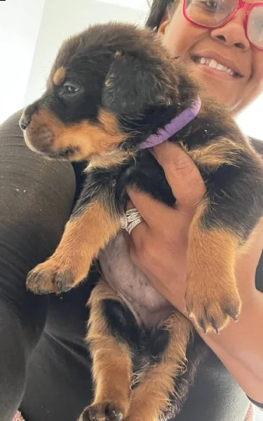  splendidi cuccioli di rottweiler