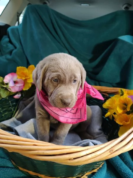cuccioli di laboratorio di cioccolato cuccioli sani di laboratorio di cioccolato in vendita, testo c
