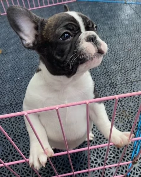 dolci cuccioli di bulldog francese sono molto ben socializzati, sono abituati ai bambini così come a