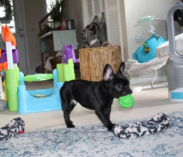  disponibile bulldog francese  cuccioli di bulldog francese con dna per sostenerlo sono disponibili 