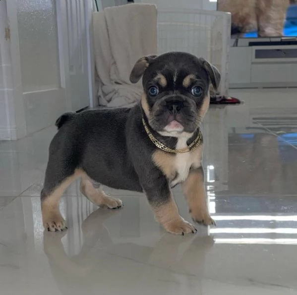 bulldog francesi akc  bellissimi cuccioli di bulldog francese sani, cresciuti in una famiglia amorev