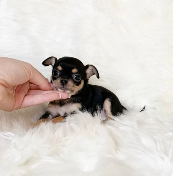  teacup chihuahua disponibili ora due chihuahua a pelo medio. femmine da 1 libbra e 1 oncia di 10 se