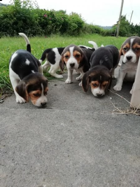 vendo cuccioli di beagle