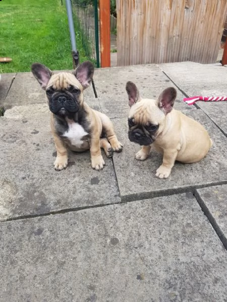 vendo cuccioli di bulldog francese