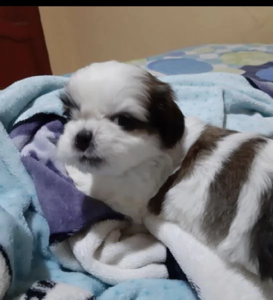 shitzu puppies for adoption in italy or france  | Foto 0