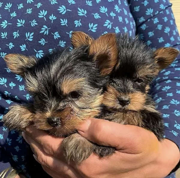 yorkshire puppies for adoption in italy or france 