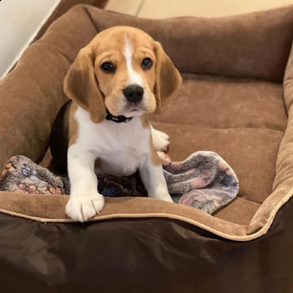 beagle puppies for adoption in italy or france  | Foto 0