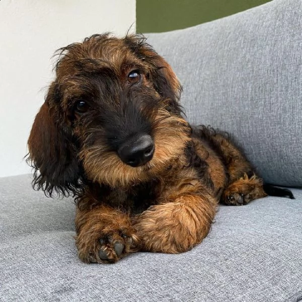 bassotto puppies for adoption in italy or france  | Foto 0