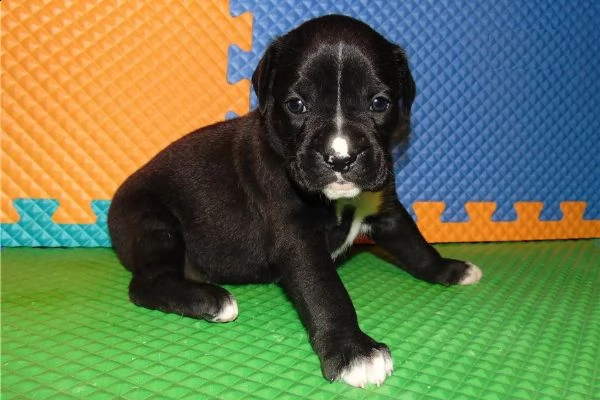 boxer puppies for adoption in italy or france 