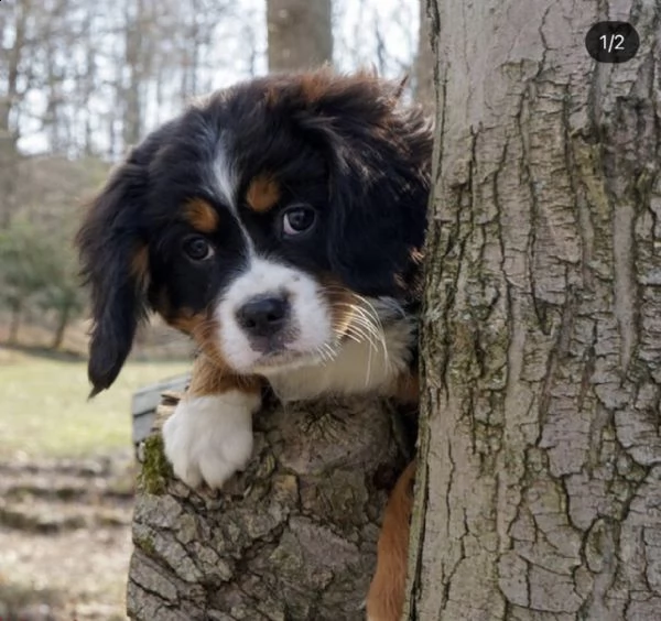  bavaro del bernese puppies for adoption in italy or france  | Foto 0