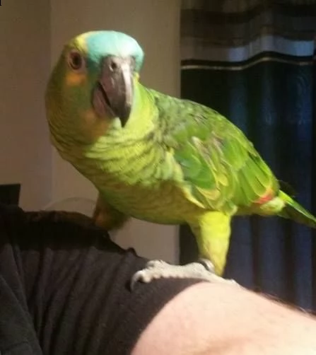 amazzoni pappagalli in adozione