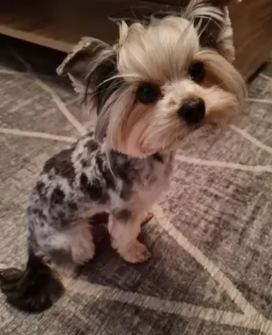 cuccioli di yorkshire terrie