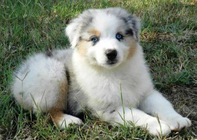  regalo adorabili cuccioli pastore australiano femminucce e maschietti  disponibili regalo adorabili
