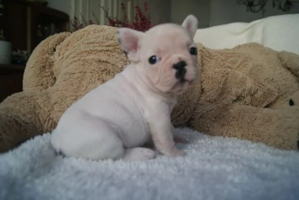 cuccioli di bulldog francese intelligenti