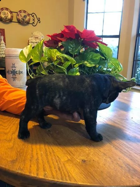 cuccioli di bulldog francese intelligenti | Foto 0