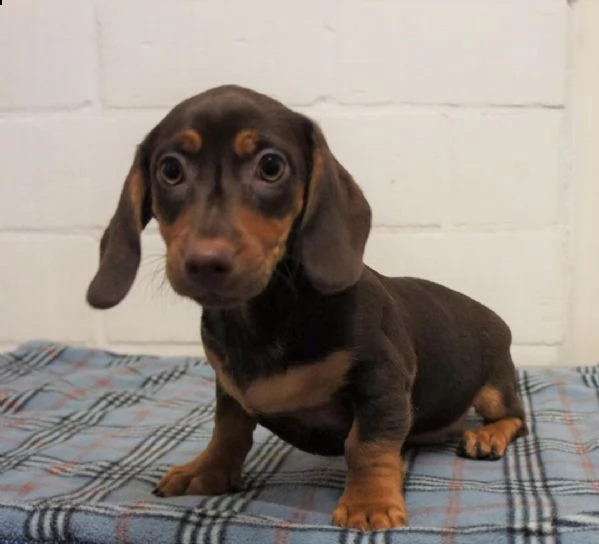 regalo adorabili cuccioli bassotto femminucce e maschietti disponibili