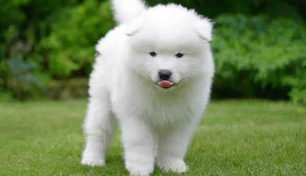  regalo adorabili cuccioli samoiedo femminucce e maschietti disponibili