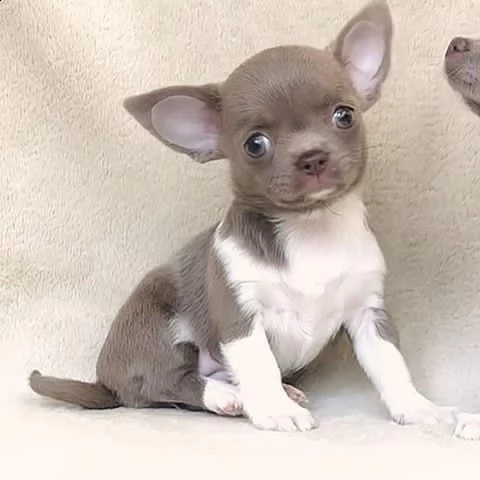 disponibili cuccioli di pelo liscio di prima classe | Foto 2
