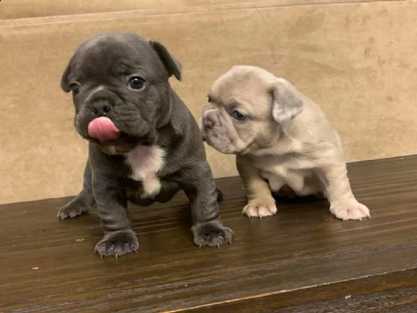 cuccioli di bulldog francese ben addestrati