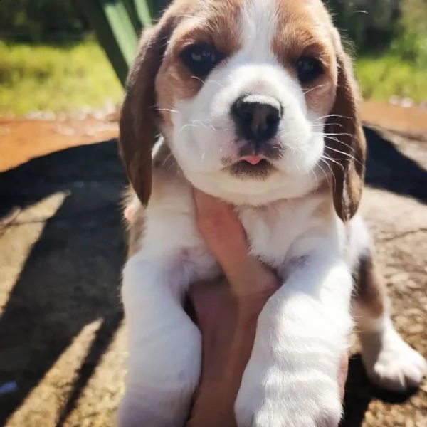 cuccioli di beagle | Foto 2