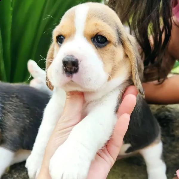 cuccioli di beagle | Foto 1
