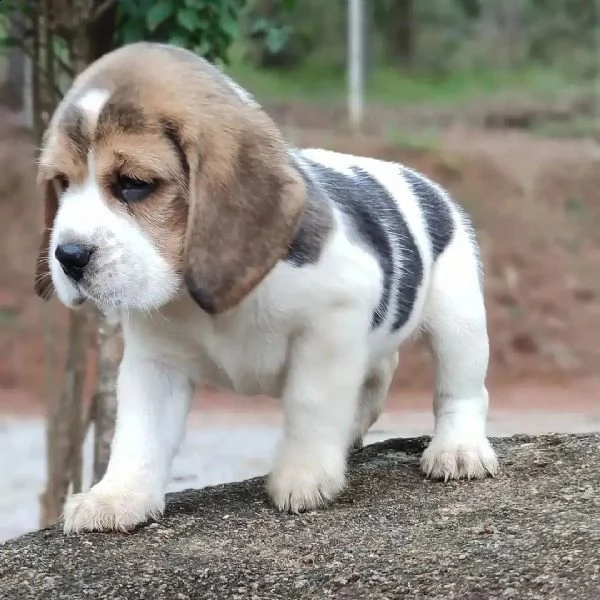 cuccioli di beagle | Foto 0