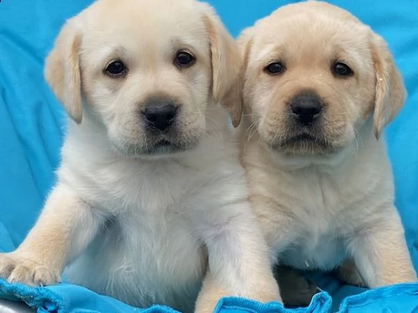  regalo bellissimi cuccioli di labrador