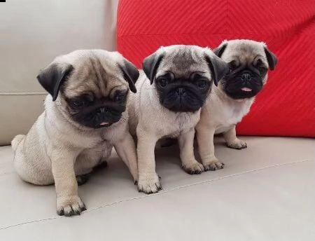 regalo cuccioli di carlino