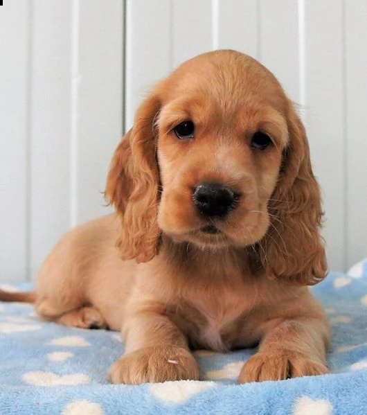 regalo cuccioli di shitzu