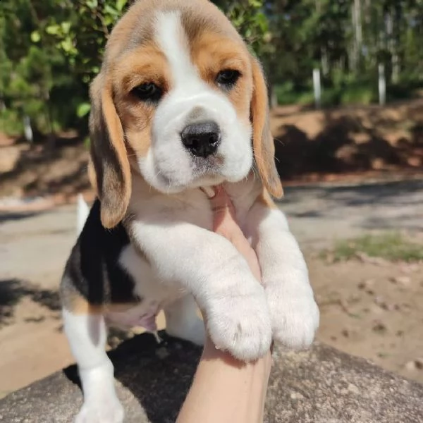 cuccioli di beagle | Foto 1