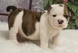 cuccioli bulldog inglese adozione | Foto 1