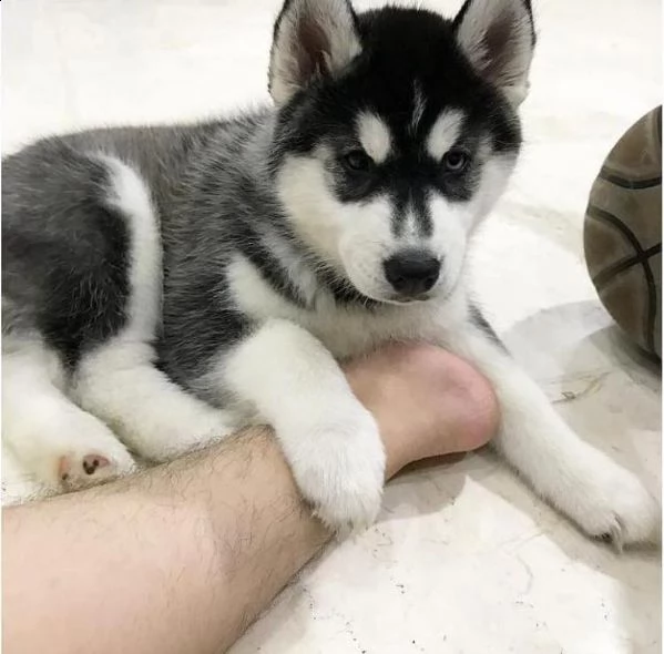 bellissimi cuccioli di husky siberiano. | Foto 1