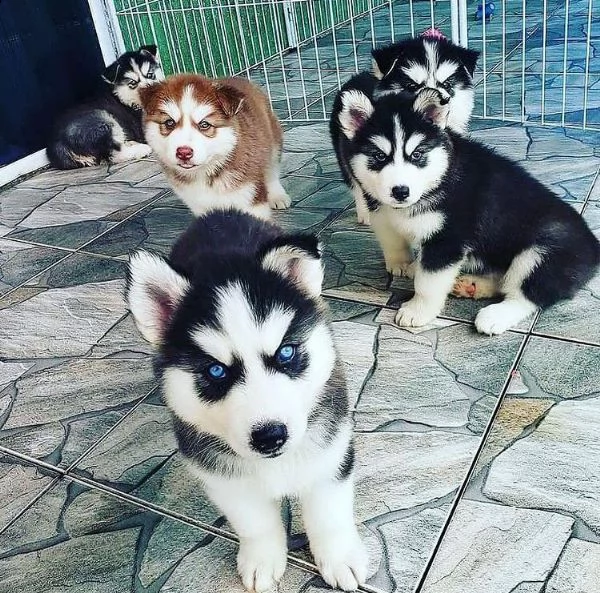 bellissimi cuccioli di husky siberiano. | Foto 0