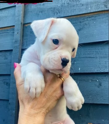 due bellissimi cuccioli di boxer | Foto 0