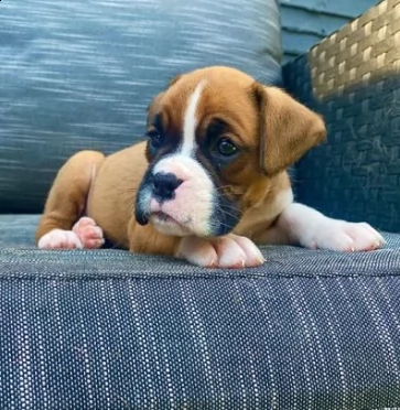 due bellissimi cuccioli di boxer