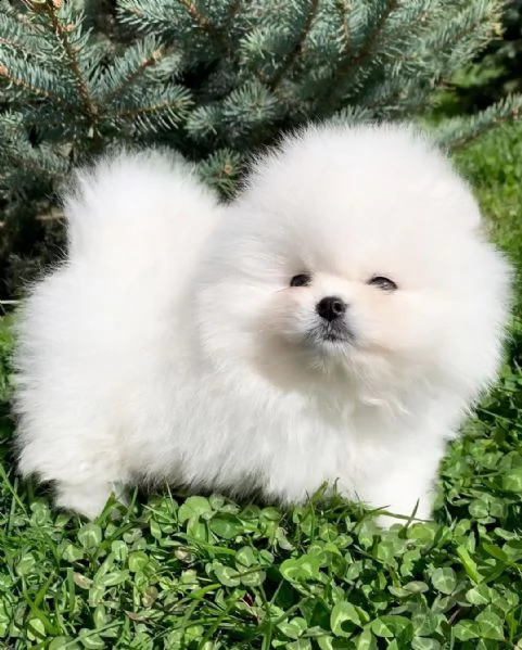 preziosi cuccioli di pomerania in adozione{}{}