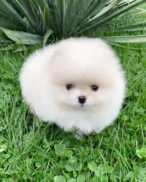 preziosi cuccioli di pomerania in adozione{}{} | Foto 0