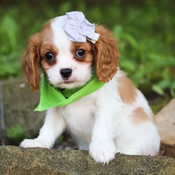 regarlo cavalier king cuccioli bellissima cucciolata cerca nuova famiglia, 4 maschi e 3 femmina, 60 