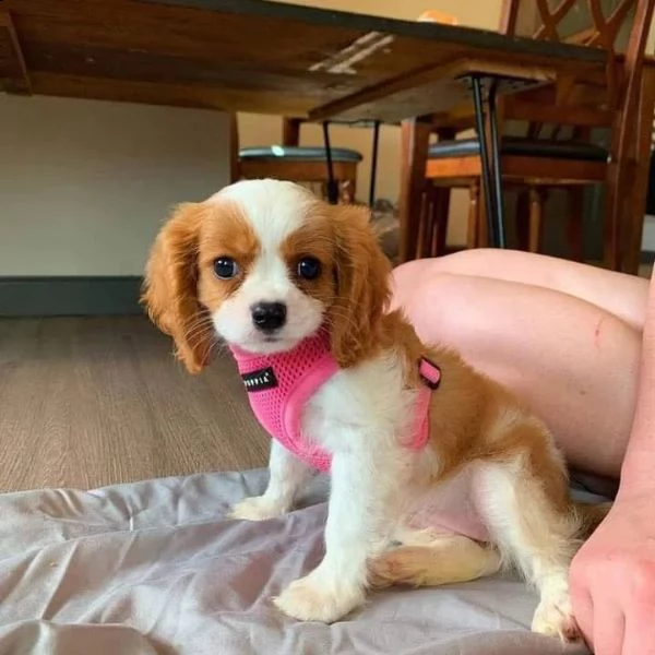 cuccioli di cavalier king  femminucce e maschietti per l'adozione gratuita i cuccioli sono vaccinati