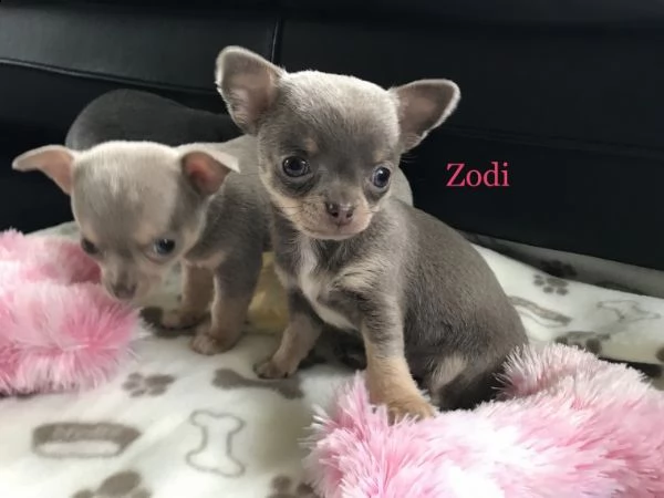 regalo cuccioli di chihuahua mini toy