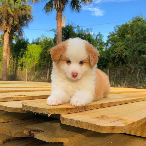 regalo adorabili cuccioli pastore australiano femminucce e maschietti