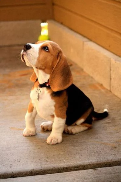 regalo beagle meravigliosi