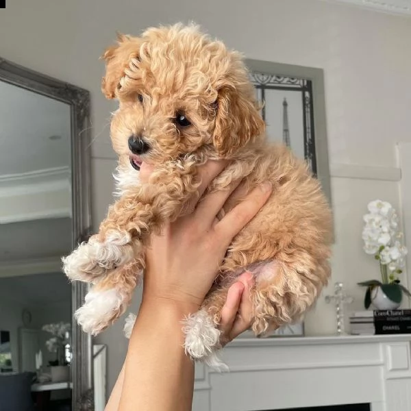 regalo abbiamo cuccioli di barboncino