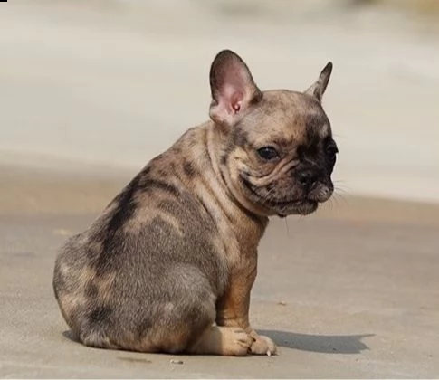 cuccioli di bulldog francese per l'adozione