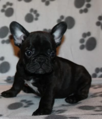 abbiamo bulldog francese maschio e femmina.
