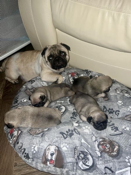 Vendo cuccioli di carlino con pedigree Enci  | Foto 4