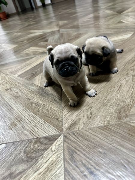 Vendo cuccioli di carlino con pedigree Enci  | Foto 0