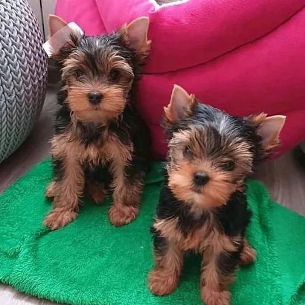 vendo adorabili cuccioli di yorkie in tazza da tè
