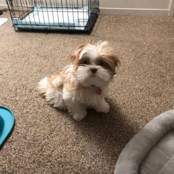 regalo cuccioli shih tzu